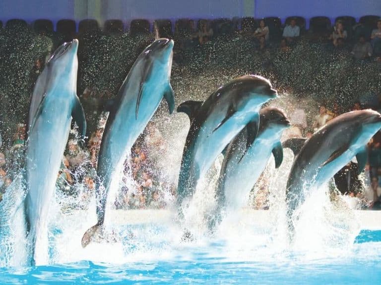 Dolphin & Seal Show