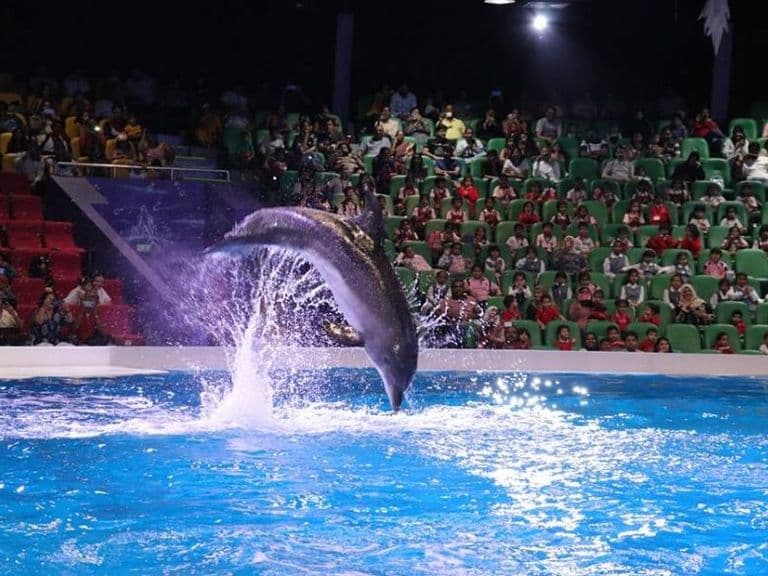 Dolphin & Seal Show, photo 2