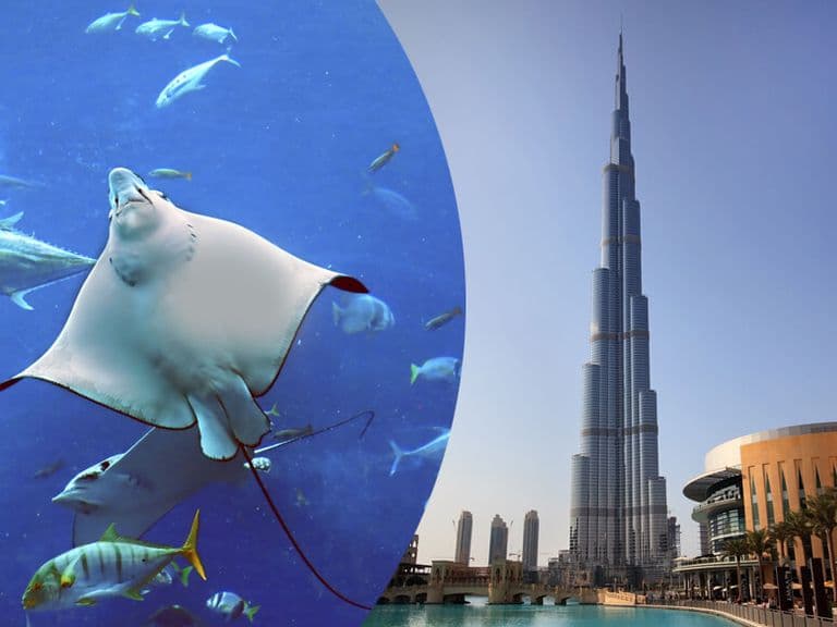 At the Top and Dubai Aquarium Combo Ticket, photo 2