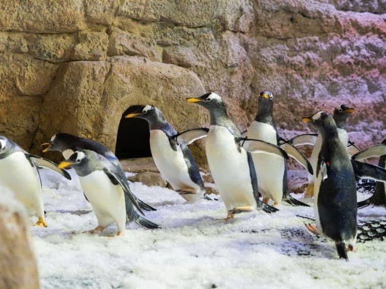 Dubai Aquarium & Penguin Cove