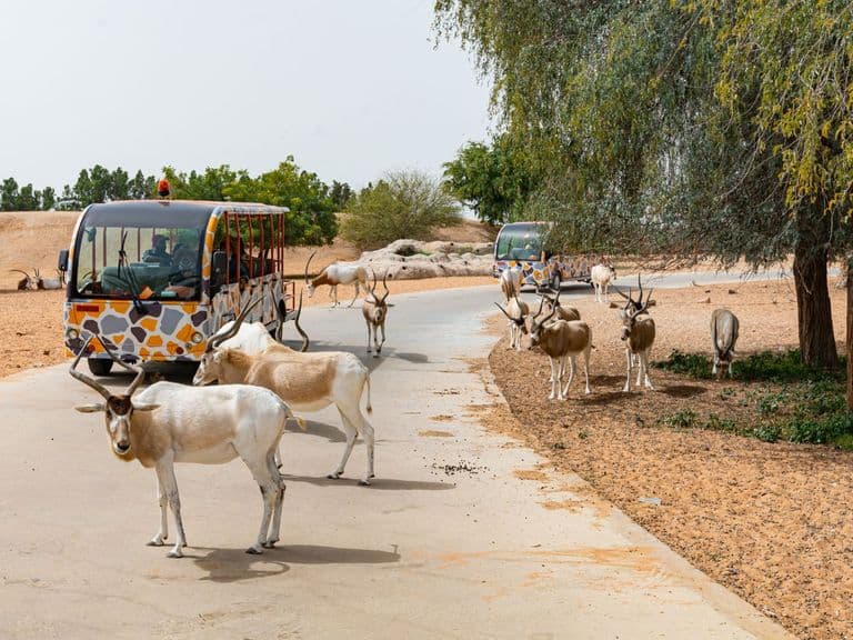 Dubai Safari Park season 8