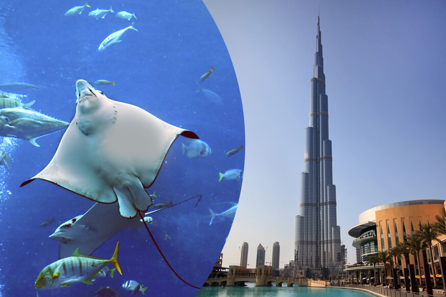 Burj Khalifa and Dubai Aquarium Combo Ticket | BookMyTour